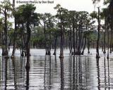 Early 1990s - Banks Lake National Wildlife Preserve in south Georgia