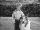 Timmy & Lassie
