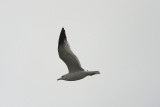 CRW_6536.jpg