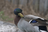 CRW_6587.jpg