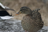 CRW_6588.jpg