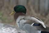 CRW_6590.jpg