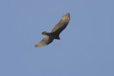 CRW_6611.jpg