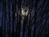 Full Moon thru the Maple Tree