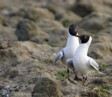 Mouettes rieuses