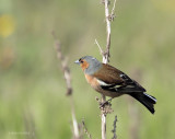 Fringilla coelebs - Pinson des arbres - Common Chaffinch