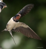 Hirundo rustica - Hirondelle rustique - Barn Swallow