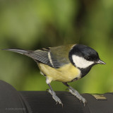 Parus major - Msange charbonnire - Great Tit