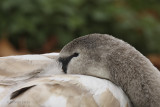 Cygnus olor - Cygne tuberculé - Mute Swan