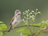 Sylvia communis - Fauvette grisette - Common Whitethroat