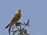 Emberiza citrinella - Bruant jaune - Yellowhammer