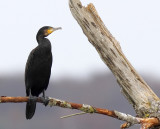 Phalacrocorax carbo