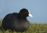 Fulica atra