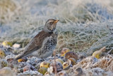 Turdus pilaris - Grive litorne - Fieldfare