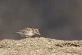 Lullula arborea - Alouette lulu - Woodlark