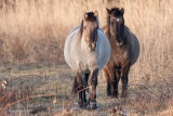 Konik Polski