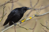 Corvus corone - Corneille noire - Carrion crow 