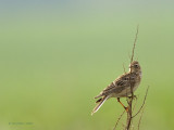 Alauda arvensis - Alouette des champs - Eurasian Skylark