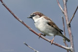 Passer domesticus - Moineau domestique - House Sparrow