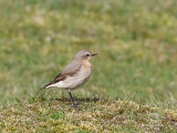 Oenanthe oenanthe - Traquet motteux - Northern Wheatear