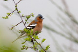 Fringilla coelebs - Pinson des arbres - Common Chaffinch