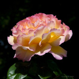 Rose ancienne