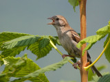 Passer domesticus - Moineau domestique - House Sparrow