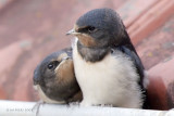 Hirundo rustica - Hirondelle rustique - Barn Swallow