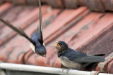 Hirundo rustica - Hirondelle rustique - Barn Swallow