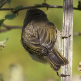 Phylloscopus collybita - Pouillot vloce - Common Chiffchaff