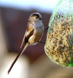 Aegithalos caudatus - Msange  longue queue - Long-tailed Tit