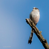 Aegithalos caudatus - Msange  longue queue - Long-tailed Tit