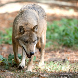 Loup gris commun - canis lupus lupus - grey wolf