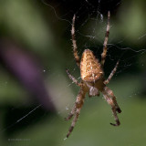 Araneus diadematus