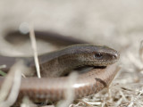 Anguis fragilis - Orvet - Slow Worm