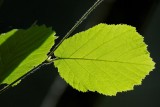 feuille de noisetier - corylus avellana - common hazel leaf