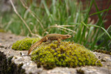 Lissotriton vulgaris - Triton ponctué - Smooth Newt
