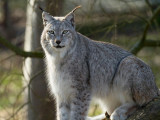 Lynx de Siberie - lynx lynx wrangeli