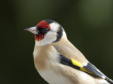 Carduelis carduelis - Chardonneret élégant - Goldfinch