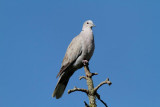 Streptopelia decaocto - Tourterelle turque - Eurasian Collared Dove