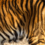 Tigre - Tiger