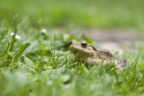 crapaud commun - bufo bufo - common toad