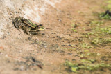 Rana esculenta - Grenouille verte - Green frog