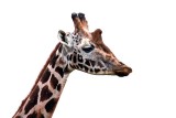 Girafe, Giraffa camelopardalis