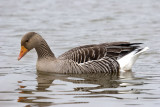 Anser anser - Oie cendre - Greylag Goose