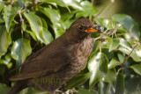 Turdus merula - Merle noir -Common Blackbird