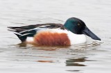 Anas clypeata - Canard souchet - Northern Shoveler