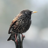 Sturnus vulgaris - Etourneau sansonnet - Common Starling