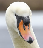 Cygnus olor - Cygne tuberculé - Mute Swan