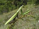 Mantis religiosa